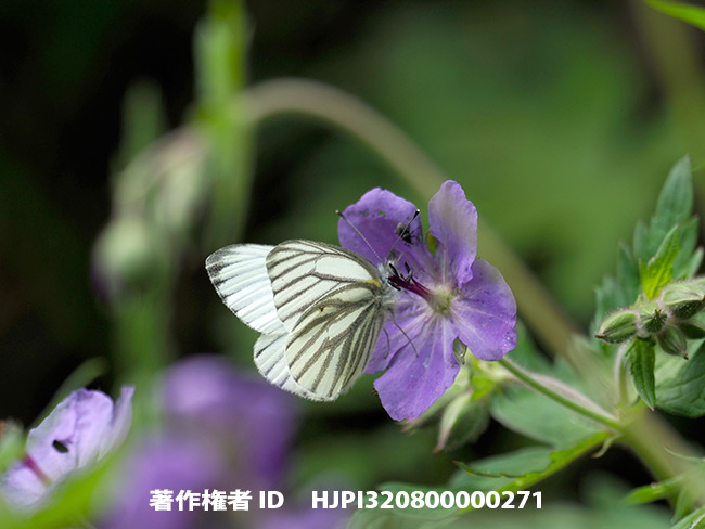 エゾスジグロシロチョウ　Pieris napi