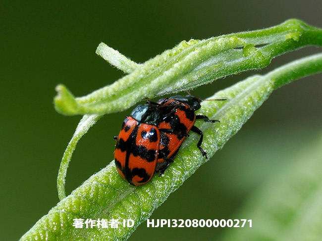 ウズマキハムシ　Chrysomela lapponica