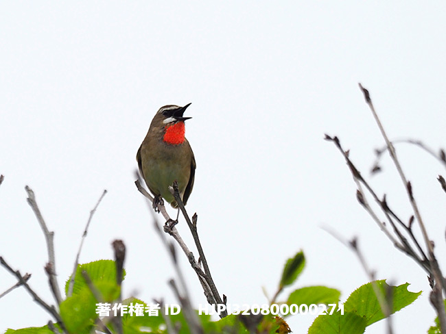 ノゴマ　Luscinia calliope
