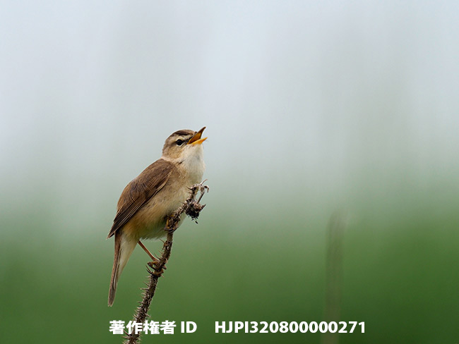 コヨシキリ　Acrocephalus bistrigiceps