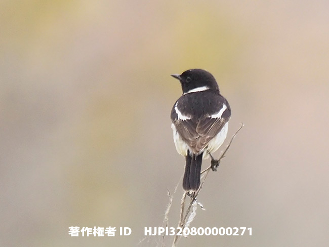 ノビタキ　Saxicola torquata　