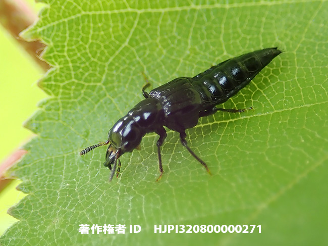 オオキバハネカクシ　Oxyporus.sp　