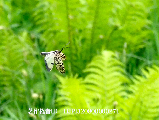 ゴマフトビケラの飛翔　Semblis melaleuca 