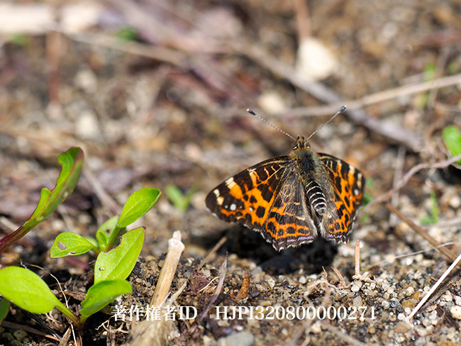 アカマダラ春型の飛翔　Araschnia levana