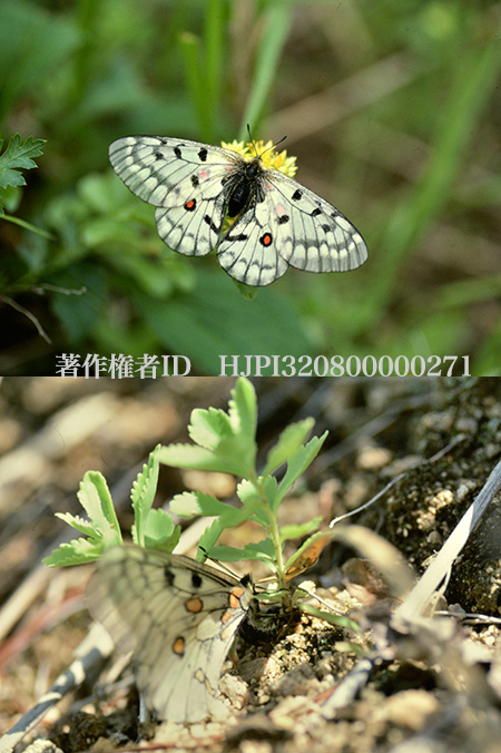 幻のアカボシウスバシロチョウ