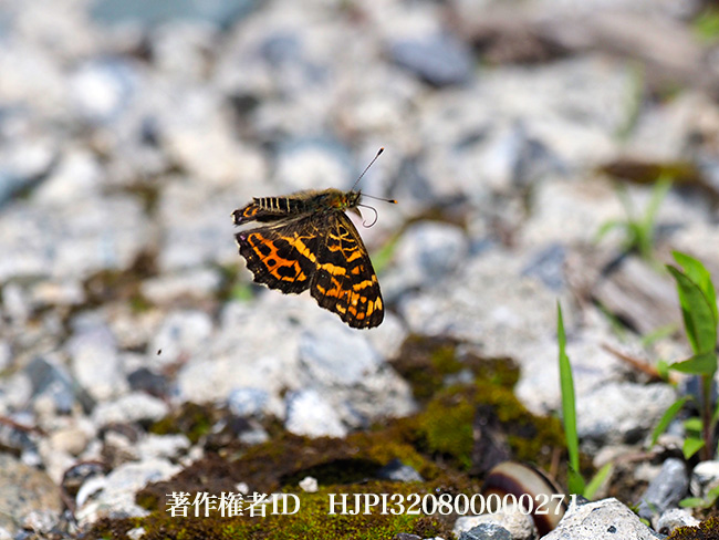 サカハチチョウ春型の飛翔　Araschnia burejana