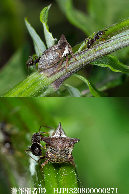モジツノゼミ　Tsunozemia paradoxa 