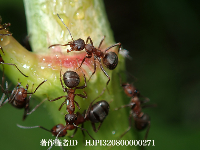 オオイタドリの蜜腺に集まるエゾアカヤマアリ　Formica yessensis 