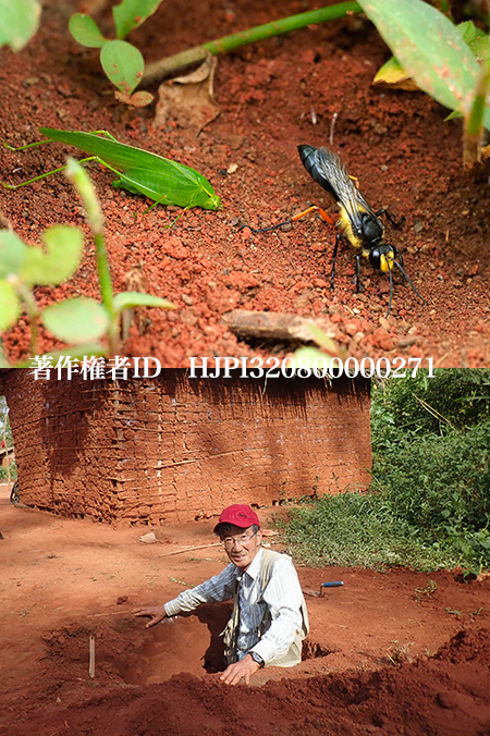 アフリカクロアナバチの巣を掘る　Sphex tomentosus