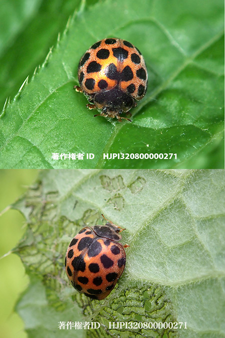 エゾアザミテントウ　Epilachna pustulosa