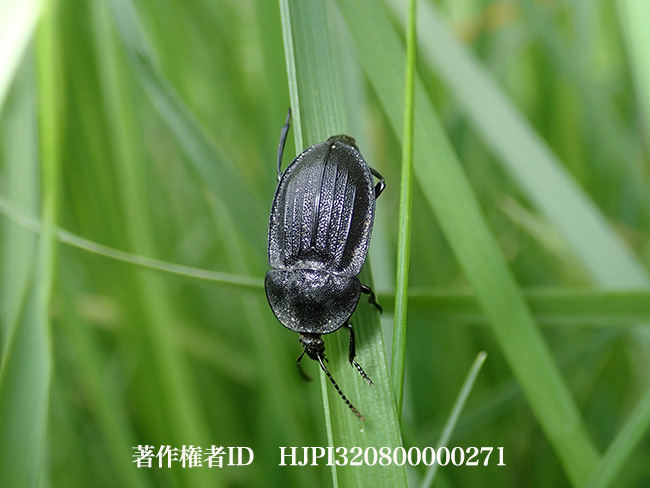 クロヒラタシデムシ　Phosphuga atrata