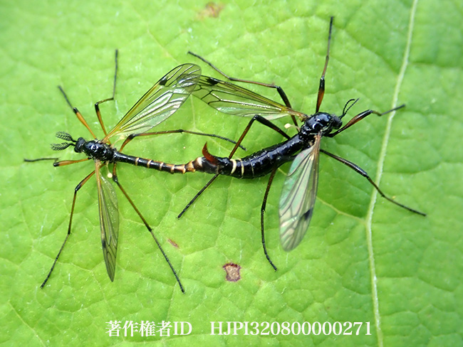 クシヒゲガガンボの仲間　Tanyptera　sp.