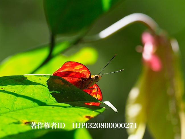 ヒイロタテハ Cymothoe sangaris