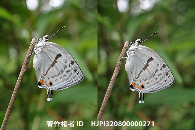 羽化直後のミズイロオナガシジミをTG-5で Antigius attilia