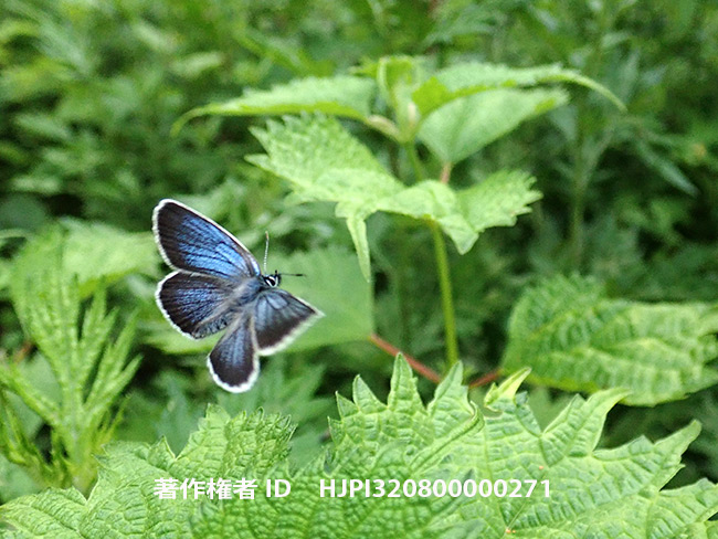 アサマシジミの飛翔をTG-5で Lycaeides subsolana