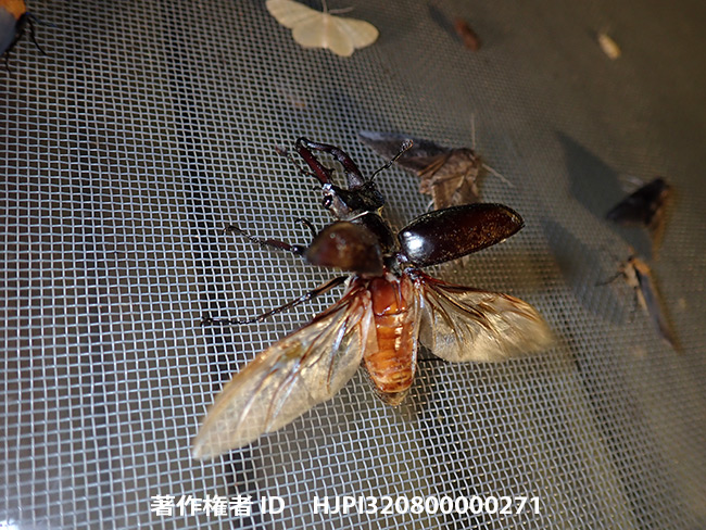 灯りに飛来したミヤマクワガタ　Lucanus maculifemoratus