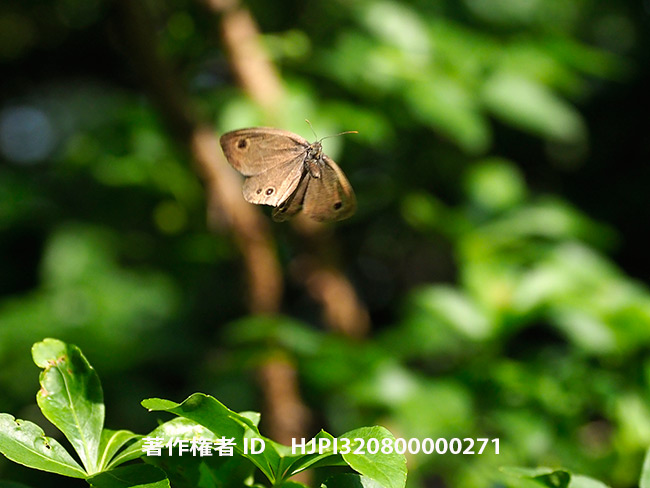 ヒメウラナミジャノメの飛翔　Ypthima argus