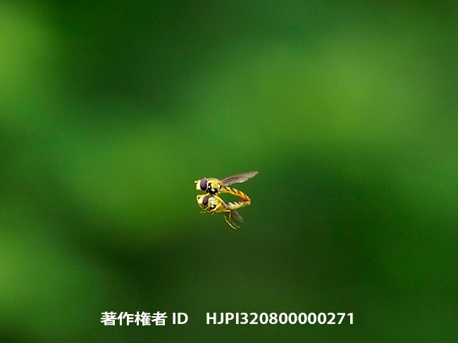 ヒラタアブの空中交尾飛翔