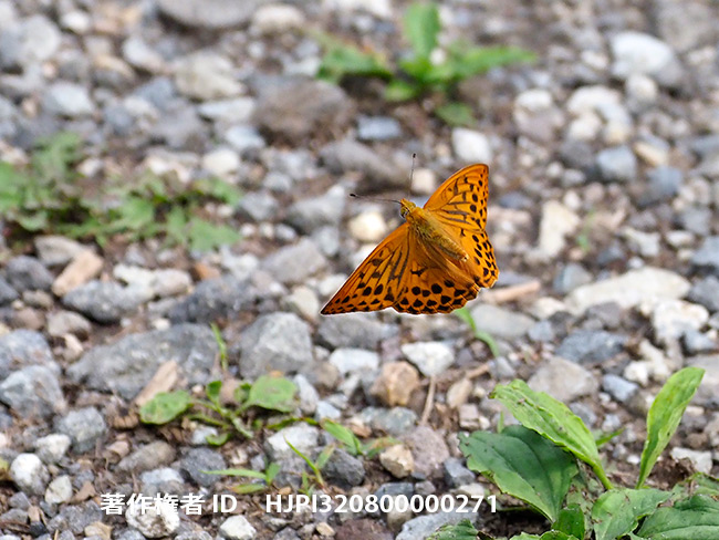 メスグロヒョウモンのオスの飛翔　Argynnis sagana
