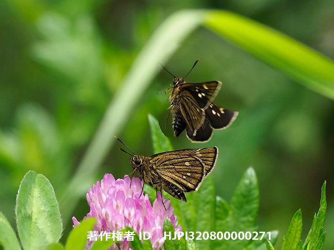 コチャバネセセリの飛翔　Thoressa varia