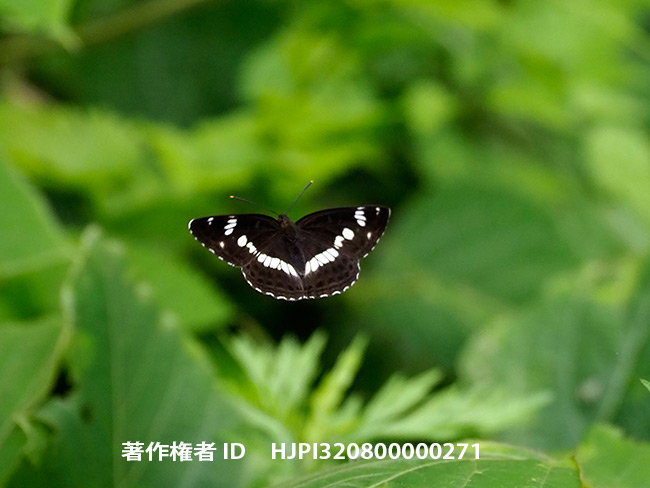 イチモンジチョウの飛翔　Limenitis camilla