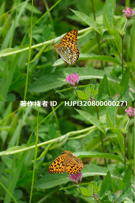 ウラギンヒョウモンの飛翔　Fabriciana adippe