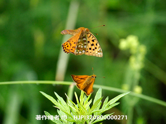 コキマダラセセリの緊急発進　Ochlodes venatus