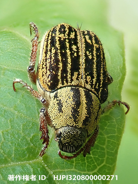 ヒメアシナガコガネ　Ectinohoplia obducta