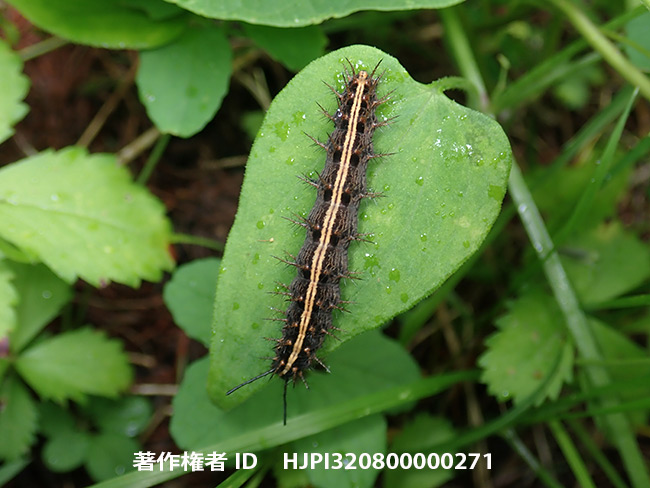 ミドリヒョウモンの幼虫　Argynnis paphia