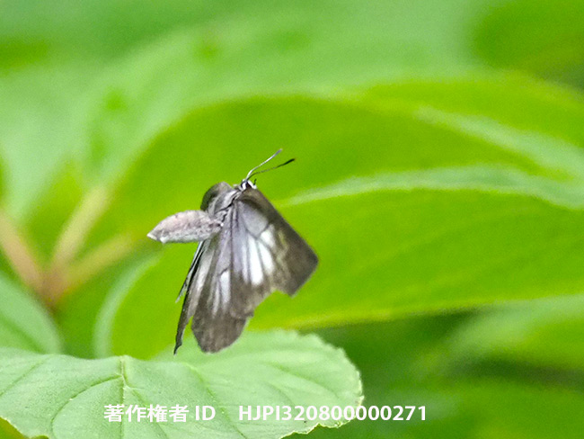 ウラゴマダラシジミの飛翔　Artopoetes pryeri