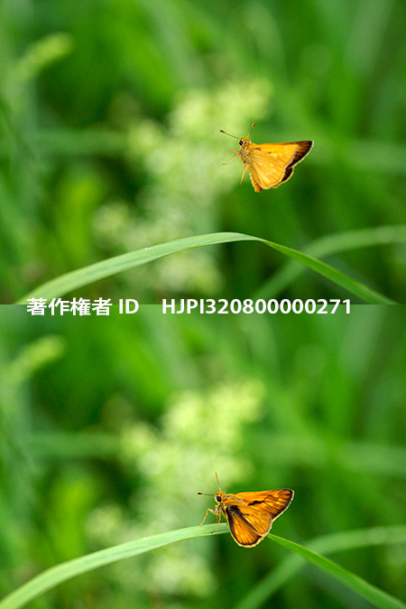 コキマダラセセリの飛翔　Ochlodes venatus