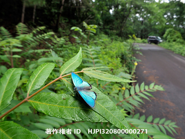 オオミドリシジミを魚眼コンバーターで　Favonius orientalis