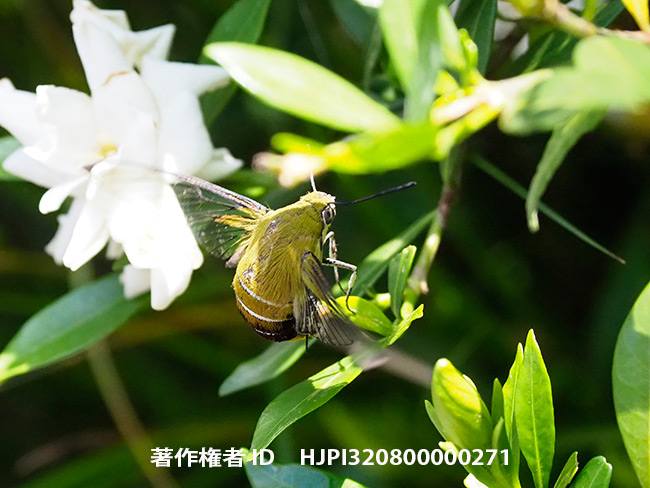 オオスカシバの産卵　Cephonodes hylas