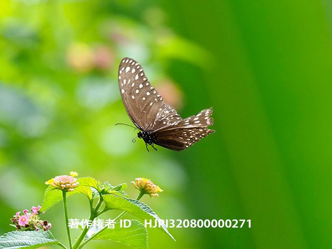 オオムラサキマダラ　Euploea phaenareta