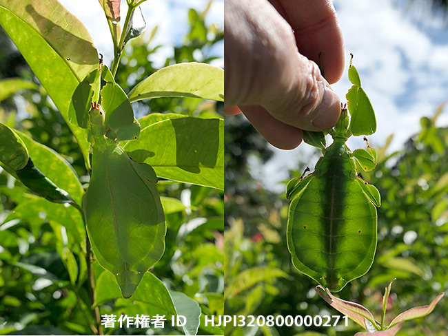 ビオクラツムコノハムシの擬態　Phyllium bioculatum