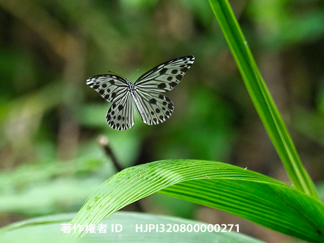 ヒメオオゴマダラの飛翔 Ideopsis gaura