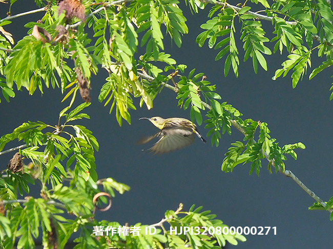 タイヨウチョウの飛翔