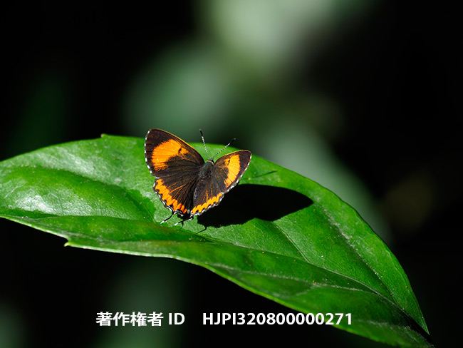 ウラフチベニシジミのメス　Heliophorus epicles