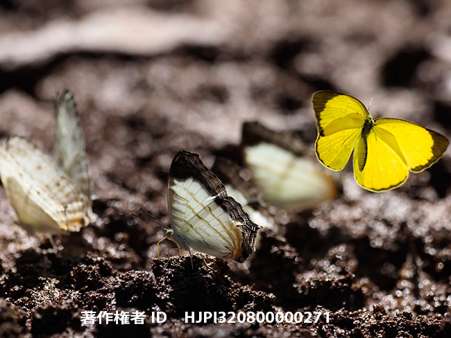 テミレイシガケチョウ　Cyrestis themire