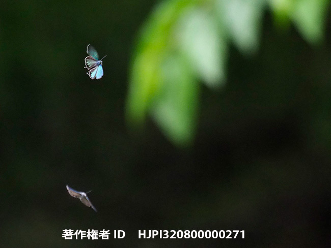 オオミドリシジミのテリトリー争い　Favonius orientalis