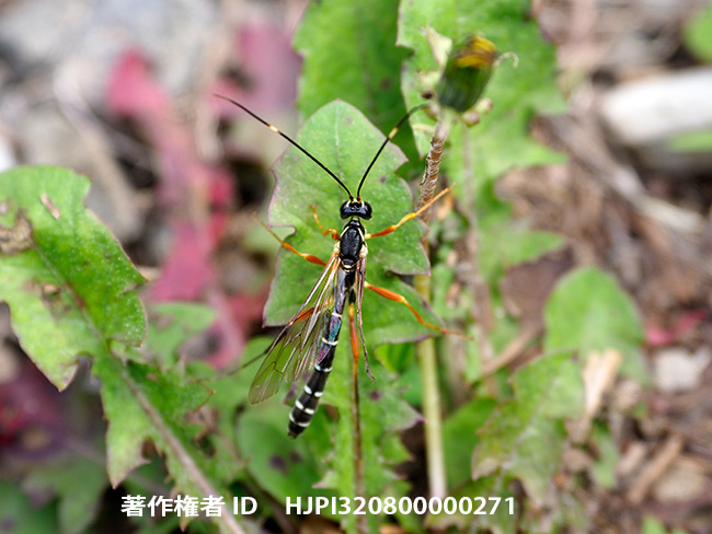 美しいヒメバチの仲間