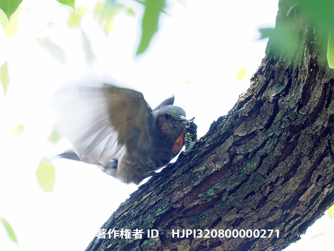 アブラゼミを捕らえたヒヨドリ