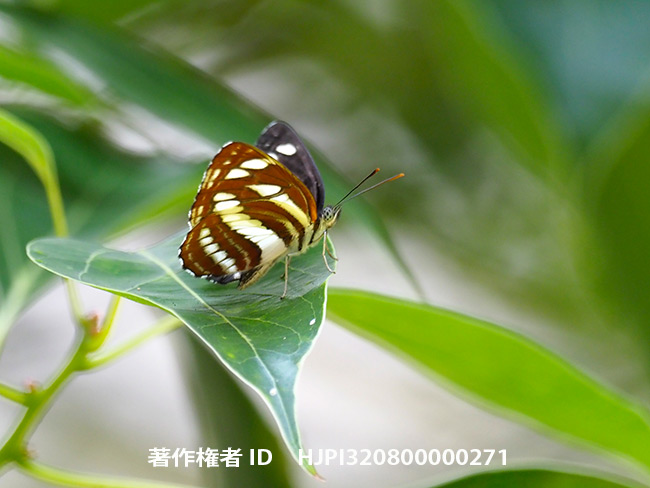 都心のコミスジ