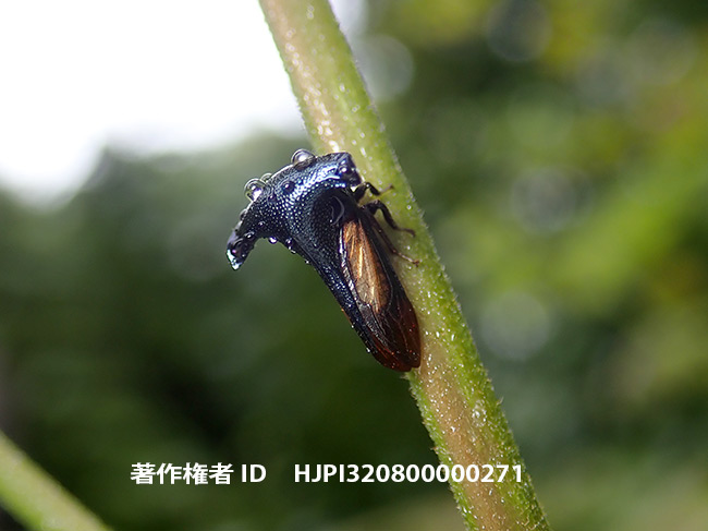 サファイアツノゼミ　Centrotypus sp.