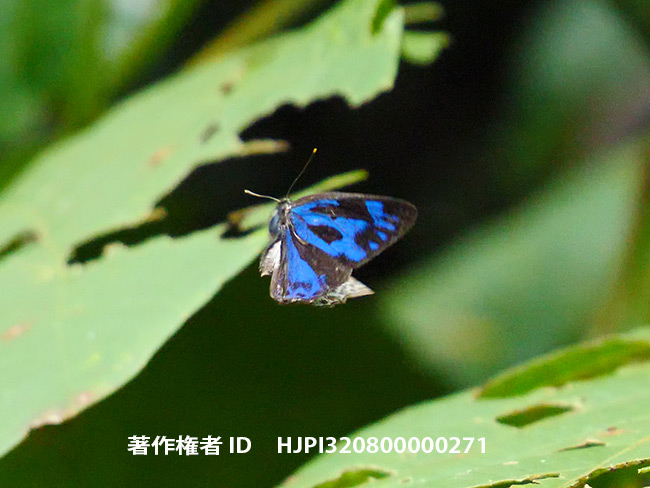 エリキノイデスキララシジミの飛翔　　Poritia erycinoides