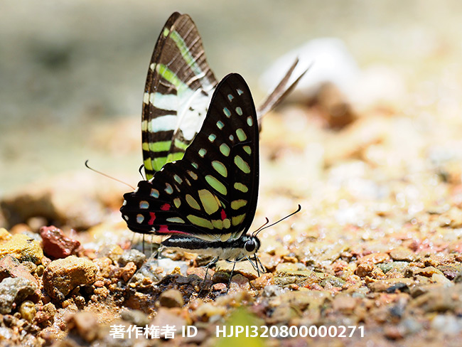 アリクレスタイマイ Graphium arycles