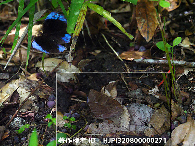 ルリオビトガリバワモンチョウ　Zeuxidia amethystus