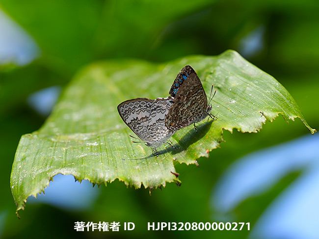 エリキノイデスキララシジミの交尾　　Poritia erycinoides