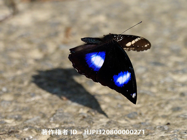 リュウキュウムラサキの飛翔 Hypolimnas bolina 