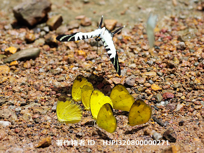 オナガタイマイとキチョウの仲間　Graphium antiphates